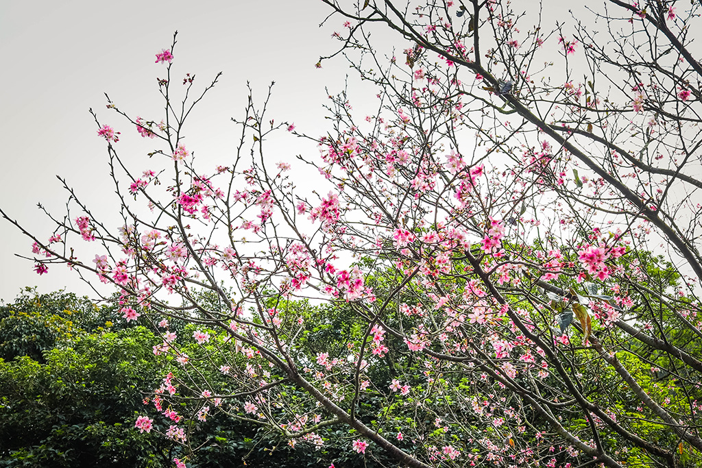 cherryblossoms 1