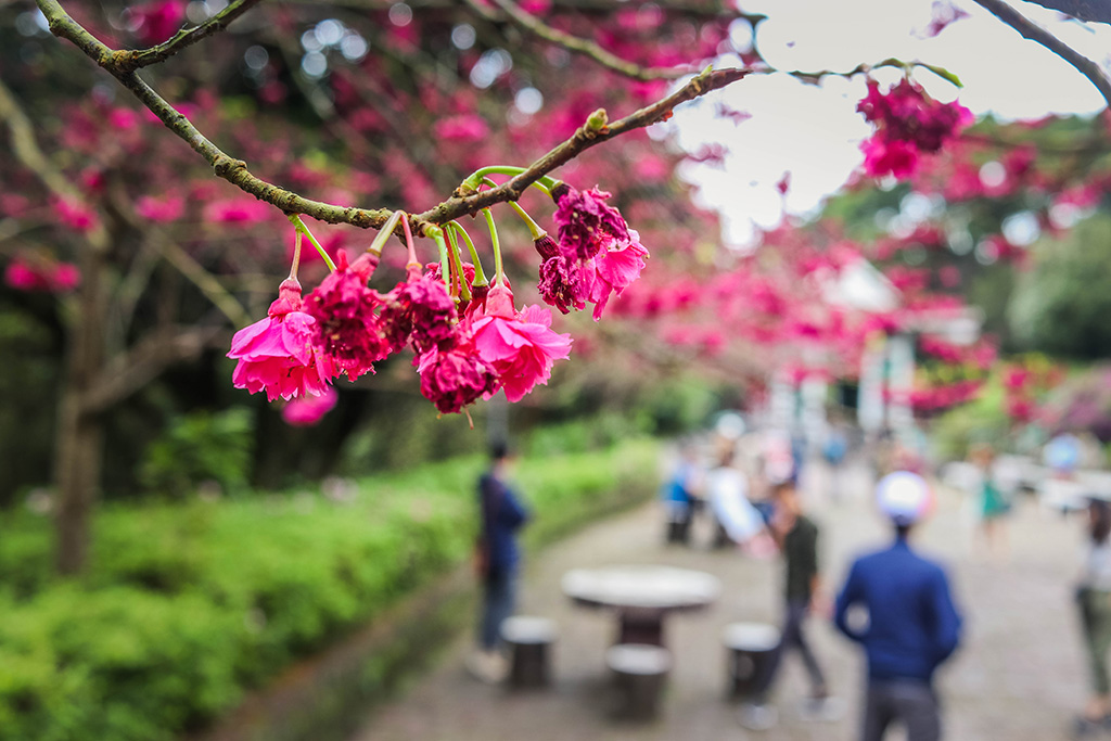 cherryblossoms 3