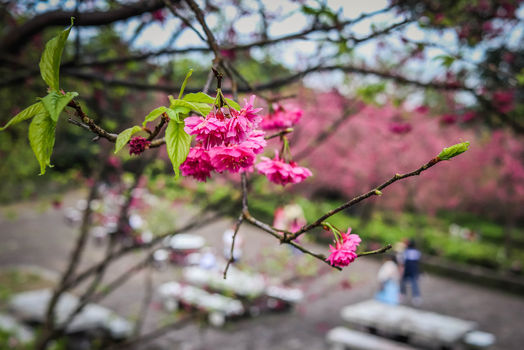 cherryblossoms 5