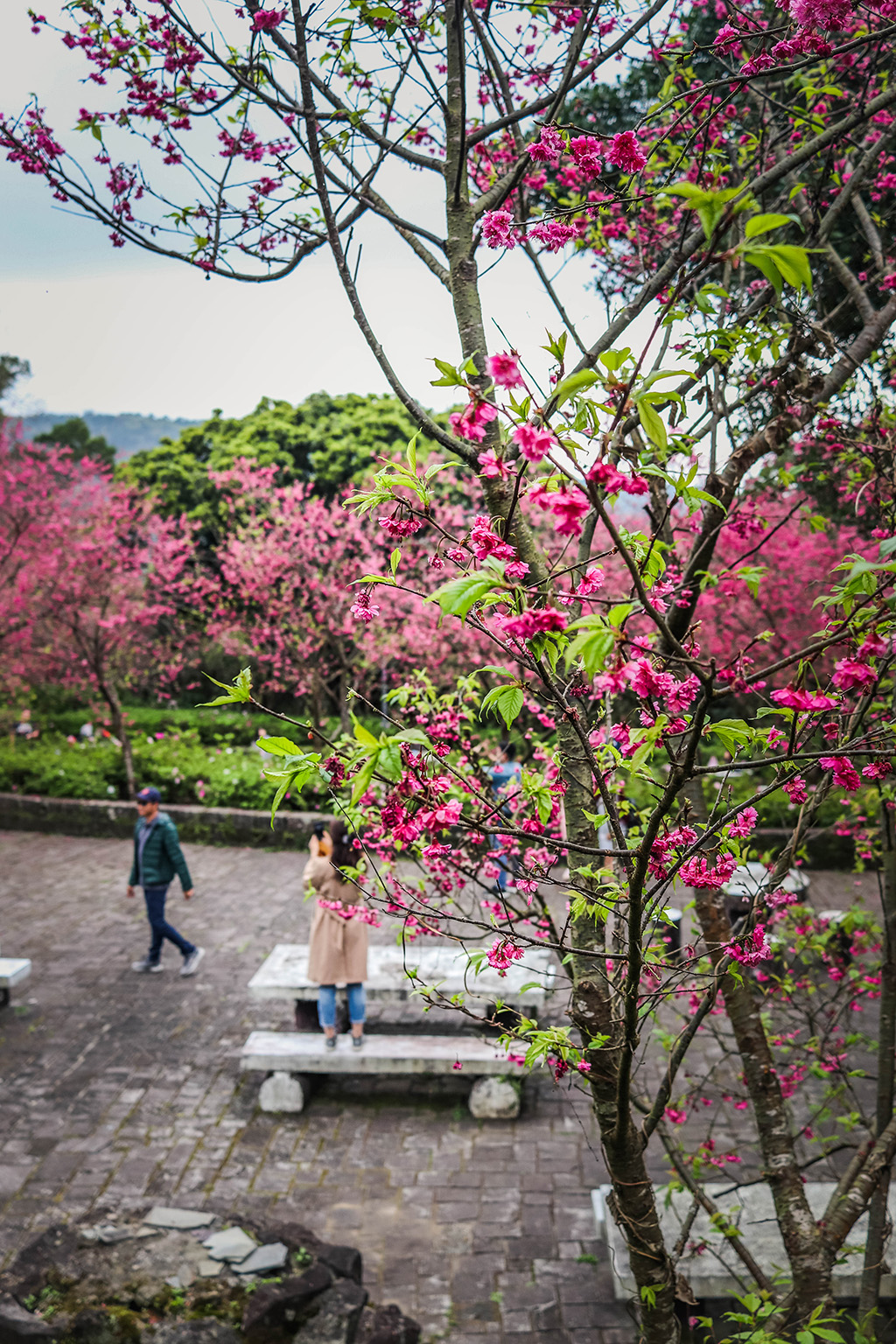 cherryblossoms 6