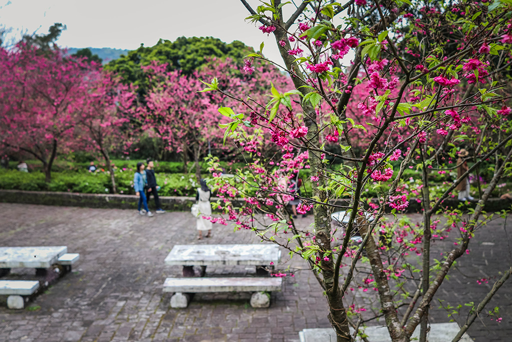 cherryblossoms 7